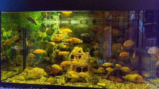 Дом престарелых Пушкино фото 11