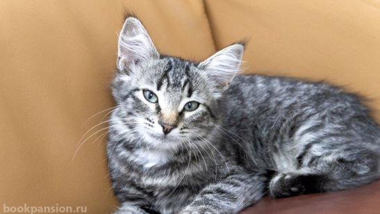 Пансионат Электросталь фото 4