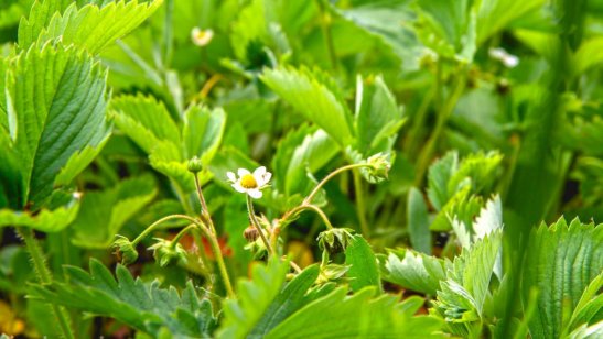 Пансионат GreenDay Барвиха фото 7