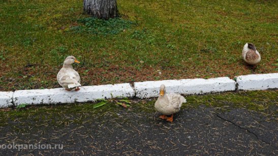 Пансионат РВЦ «Щелково» Родной очаг фото 23