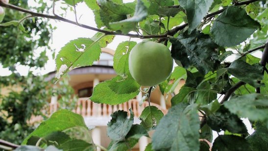 Пансионат для престарелых Дубрава фото 8