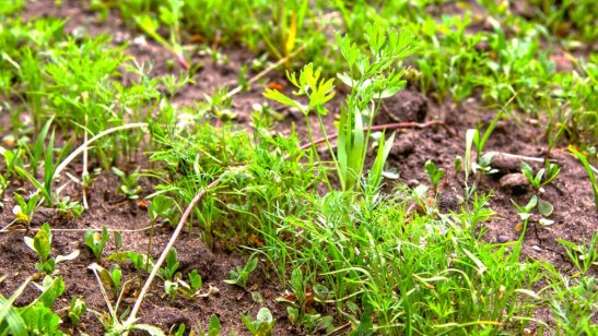 Пансионат Перхушково фото 5