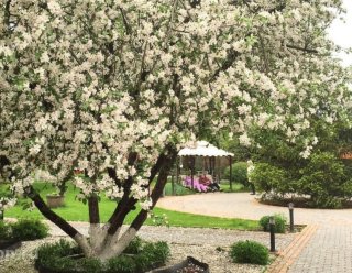 Пансионат «Родник» Королев-Загорянский