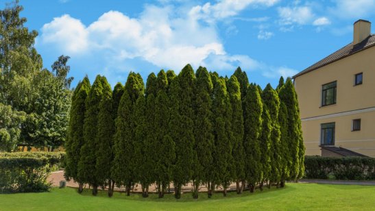 Пансионат «Ника» Киселихе фото 5