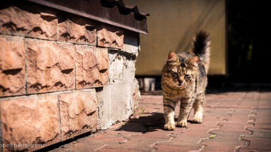 Пансионат «Ника» Киселихе фото 18