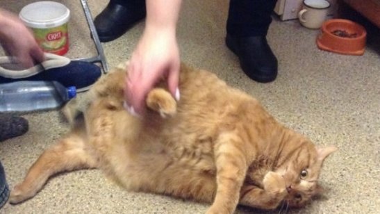 Пансионат Климовский фото 4