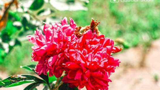 Пансионат Обушково SM-pension фото 3