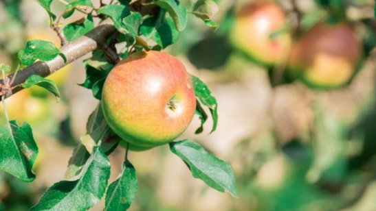 Частный дом престарелых «Теплые беседы» Пенино фото